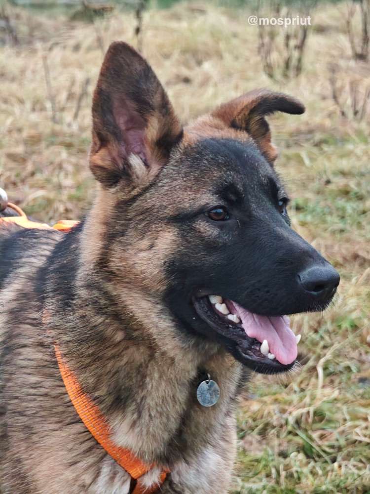 СОБАКА ЛЕО  из приюта Щербинка для бездомных животных, Москва и Московская область | mospriut