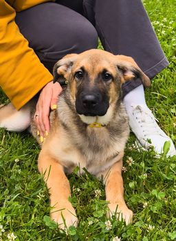 собака Вишенка из приюта ищет дом