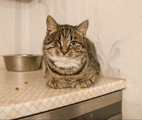 Приют для бездомных животных в Москве и Московской области | Взять собаку или кошку из приюта - mospriut