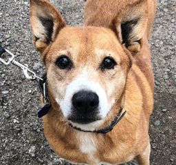 собака Марта из приюта ищет дом