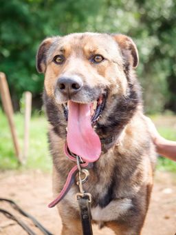 собака Байкал из приюта ищет дом