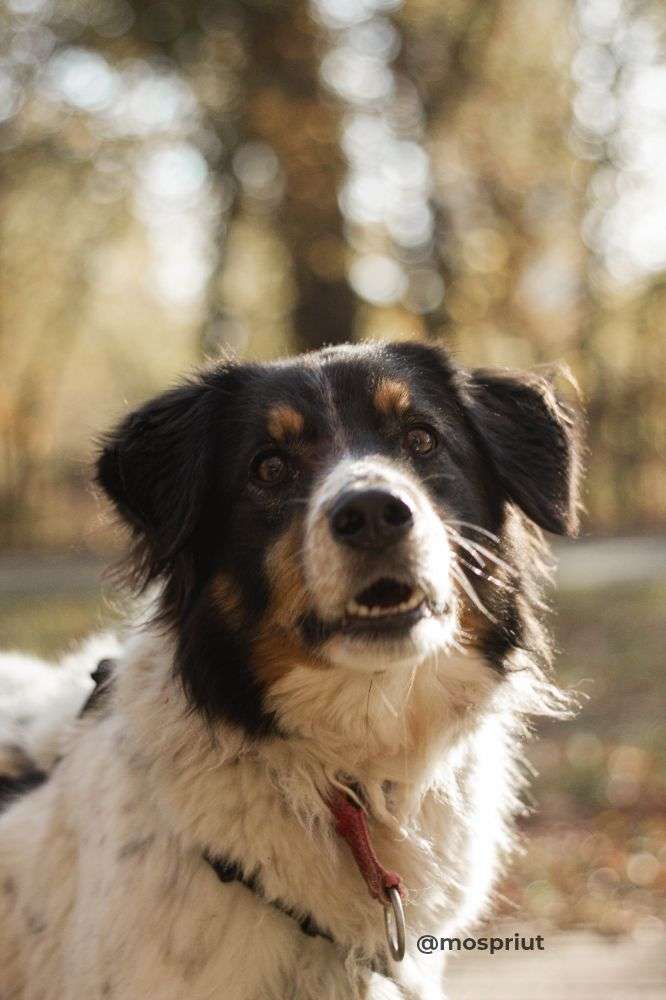 СОБАКА НИКА  из приюта Дубовая Роща для бездомных животных, Москва и Московская область | mospriut