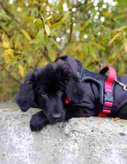 Приют для бездомных животных в Москве и Московской области | Взять собаку или кошку из приюта - mospriut