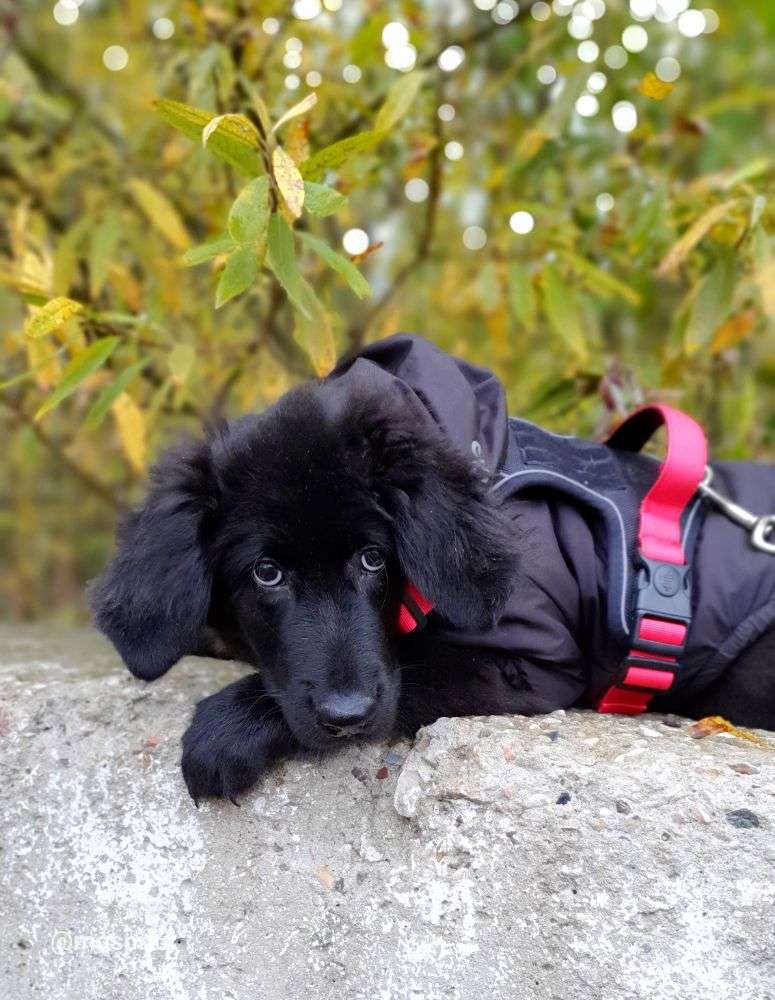 СОБАКА БИРМА  из приюта Щербинка для бездомных животных, Москва и Московская область | mospriut