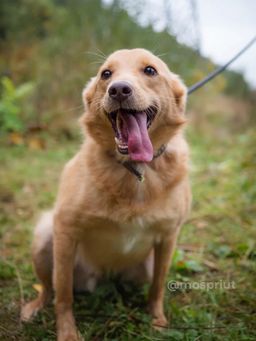 собака Джанго из приюта ищет дом