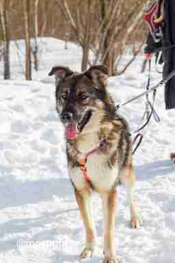 Приют для бездомных животных в Москве и Московской области | Взять собаку или кошку из приюта - mospriut