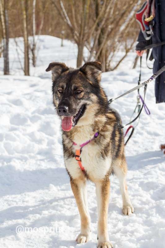 СОБАКА МИША  из приюта Щербинка для бездомных животных, Москва и Московская область | mospriut