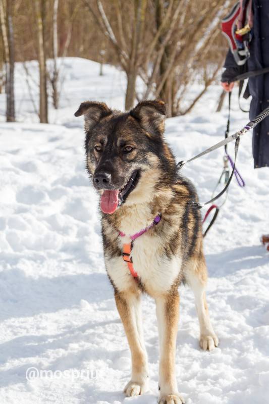 собака Миша выпускник из приюта «Щербинка» для бездомных животных (собаки), Москва и Московская область
