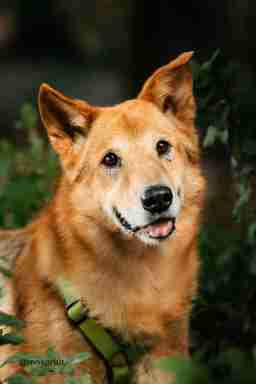 Приют для бездомных животных в Москве и Московской области | Взять собаку или кошку из приюта - mospriut