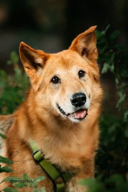 собака Лео из приюта ищет дом