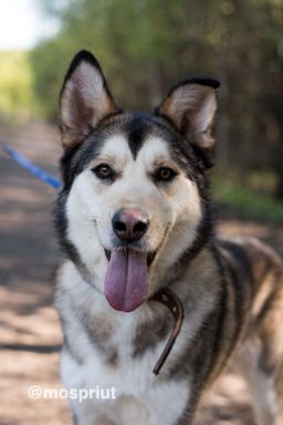 собака Вальс из приюта ищет дом