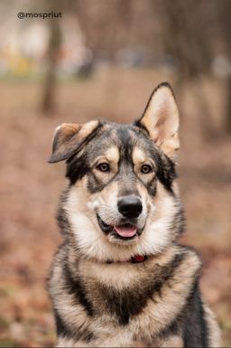 собака Дик из приюта ищет дом