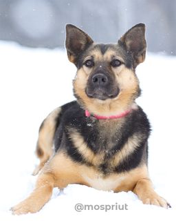 собака Мира из приюта ищет дом