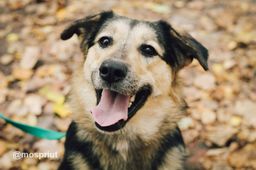 собака Молли из приюта ищет дом