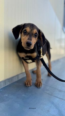 собака Милли из приюта ищет дом