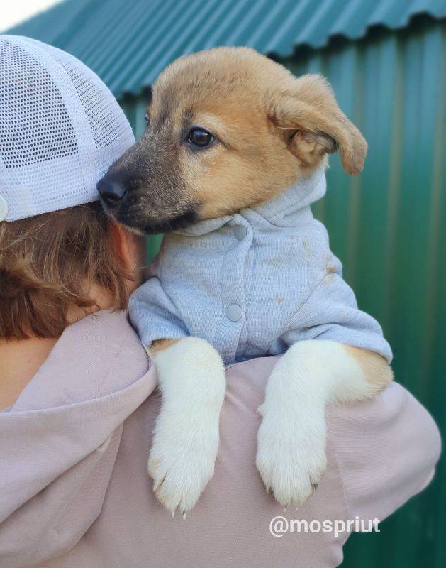 собака Бусинка выпускница из приюта  для бездомных животных (собаки и кошки), Москва и Московская область