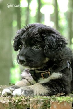 собака Фрейя из приюта ищет дом