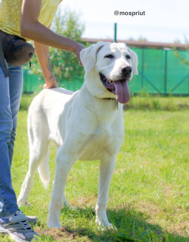 собака Дуся выпускница из приюта «Щербинка» для бездомных животных (собаки), Москва и Московская область