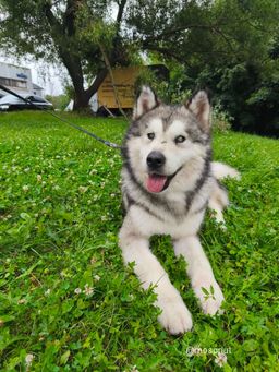 собака Акелла из приюта ищет дом