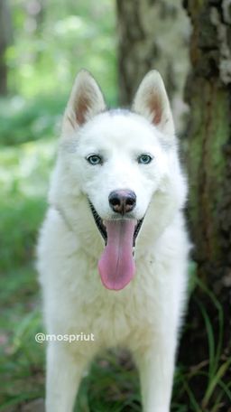 собака Пиг из приюта ищет дом