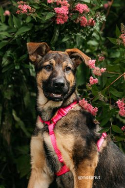 собака Шури из приюта ищет дом