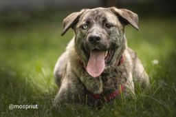 собака Лика из приюта ищет дом