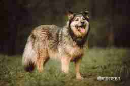 Приют для бездомных животных в Москве и Московской области | Взять собаку или кошку из приюта - mospriut