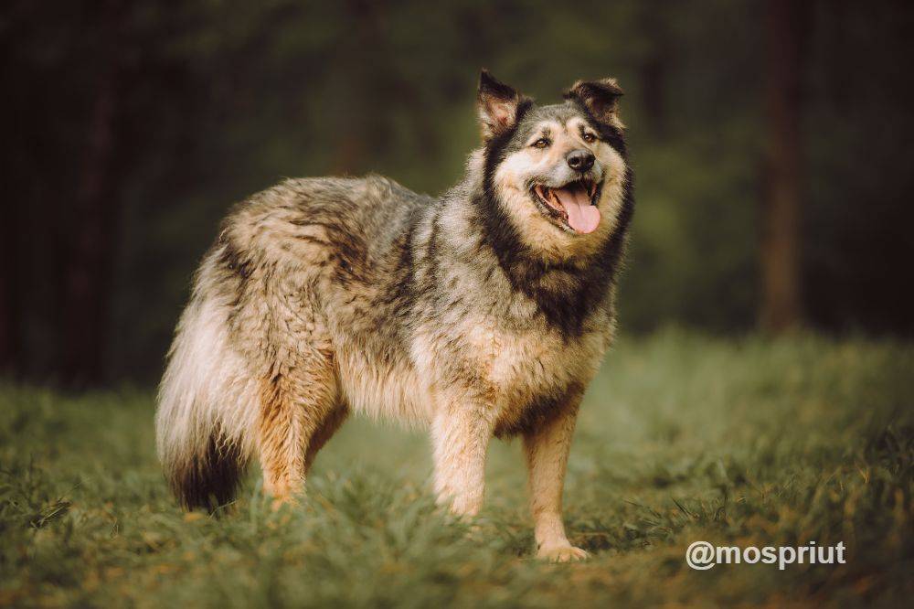 собака Кнопа выпускница из приюта  для бездомных животных (собаки и кошки), Москва и Московская область