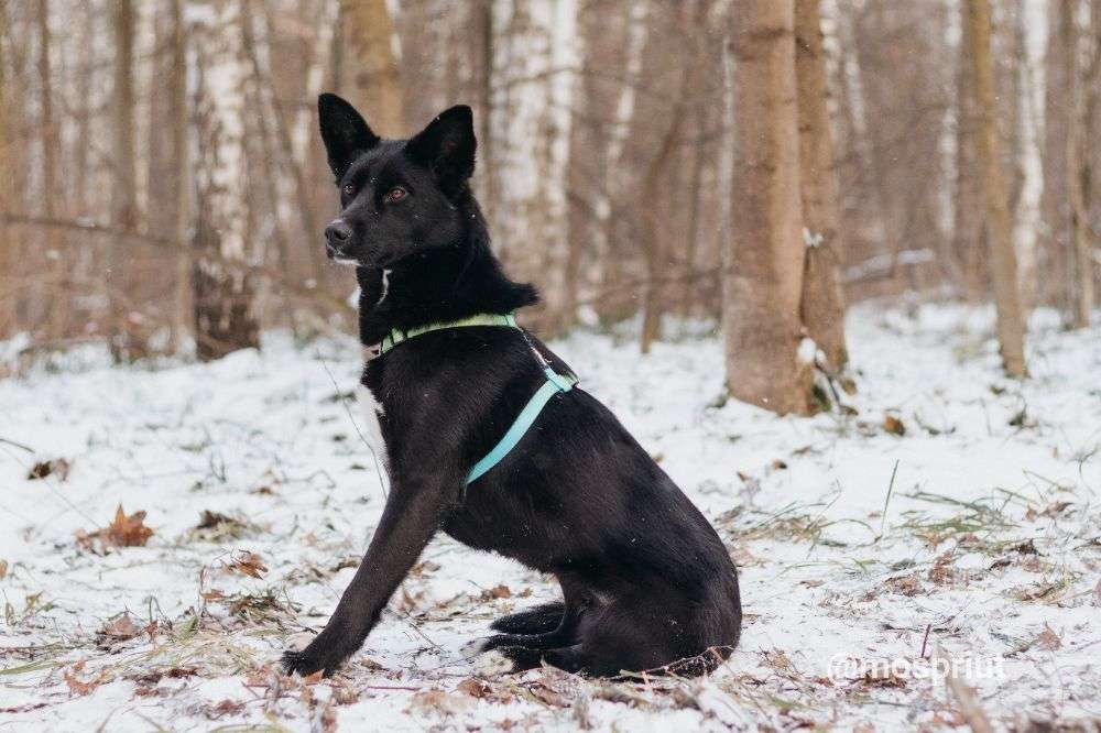 СОБАКА ИВЕТТА  из приюта Красная сосна для бездомных животных, Москва и Московская область | mospriut