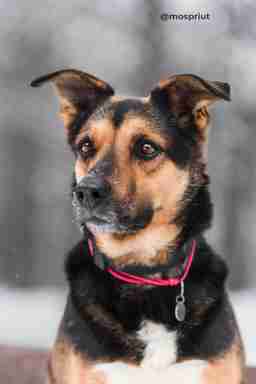 Приют для бездомных животных в Москве и Московской области | Взять собаку или кошку из приюта - mospriut