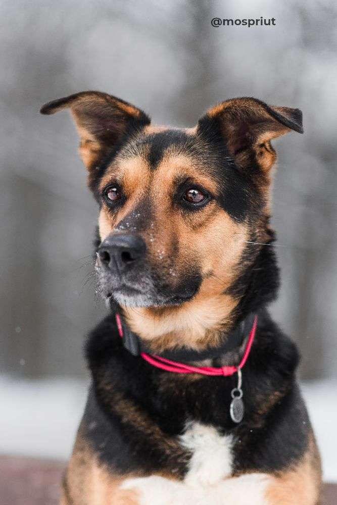СОБАКА ДЖОННИ  из приюта Дубовая Роща для бездомных животных, Москва и Московская область | mospriut