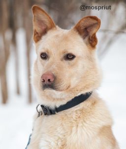 собака Булкин из приюта ищет дом