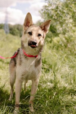 собака Энерджи из приюта ищет дом