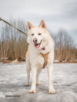 собака Ария из приюта ищет дом