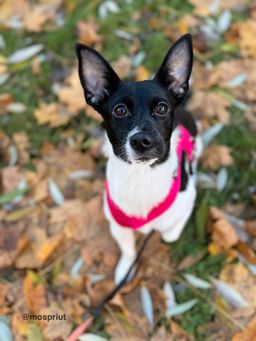 собака Кайла из приюта ищет дом