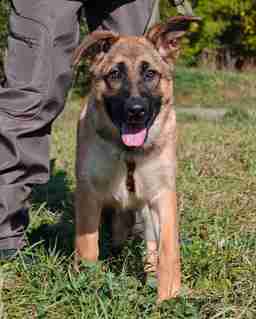 Приют для бездомных животных в Москве и Московской области | Взять собаку или кошку из приюта - mospriut
