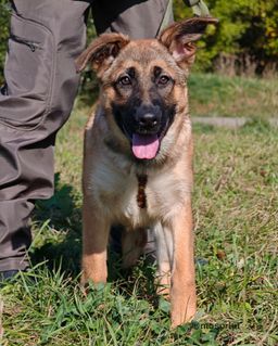 собака Грейс из приюта ищет дом