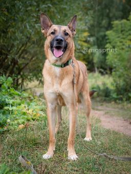 собака Робин из приюта ищет дом