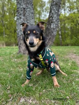 собака Ромка из приюта ищет дом