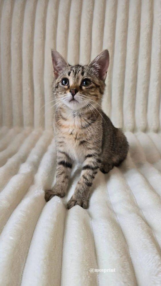 кошка Ками выпускница из приюта  для бездомных животных (собаки и кошки), Москва и Московская область