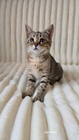 кошка Ками из приюта ищет дом