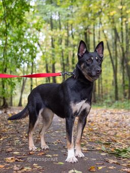 собака Пита из приюта ищет дом