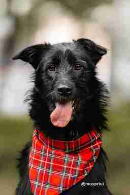 Приют для бездомных животных в Москве и Московской области | Взять собаку или кошку из приюта - mospriut