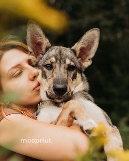 собака Фиби из приюта ищет дом