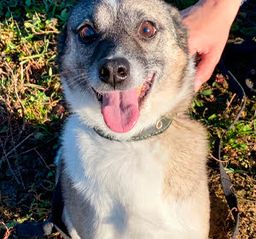 собака Чижик из приюта ищет дом