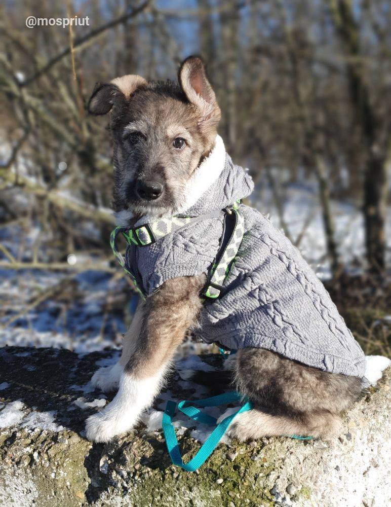собака Архан выпускник из приюта  для бездомных животных (собаки и кошки), Москва и Московская область