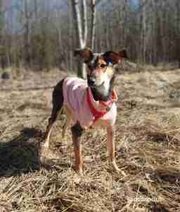Приют для бездомных животных в Москве и Московской области | Взять собаку или кошку из приюта - mospriut