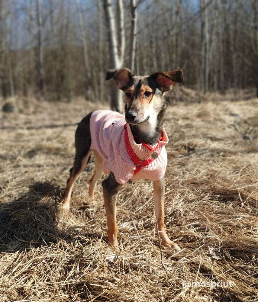 СОБАКА КАРРИ  из приюта Щербинка для бездомных животных, Москва и Московская область | mospriut