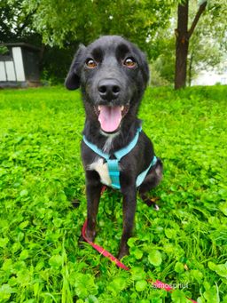 собака Космос из приюта ищет дом