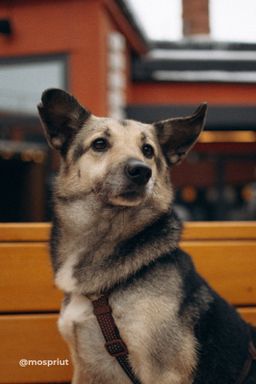 собака Кнопа из приюта ищет дом